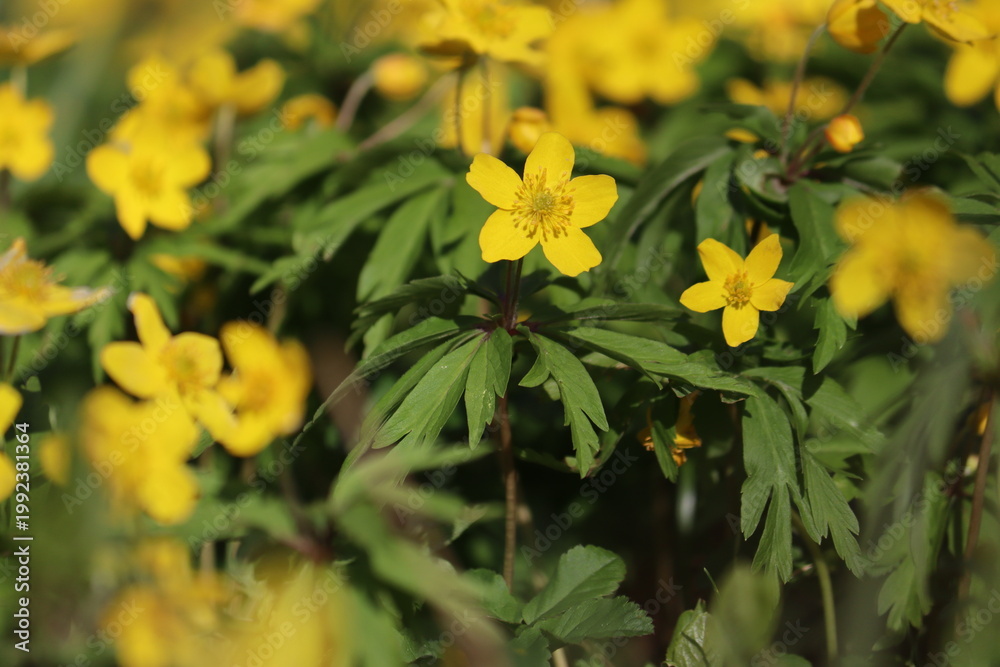 Obraz premium Yellow anemone (Anemonoides ranunculoides) blooming in the forest during spring season