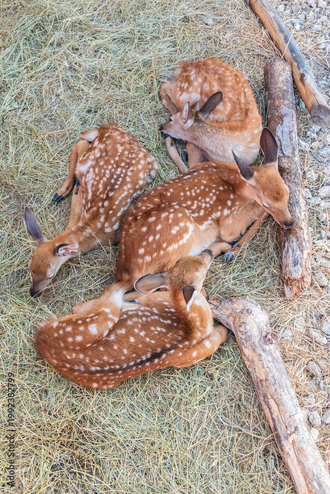 Obraz premium Spotted fallow Deer's lays down on the ground in contact zoo.