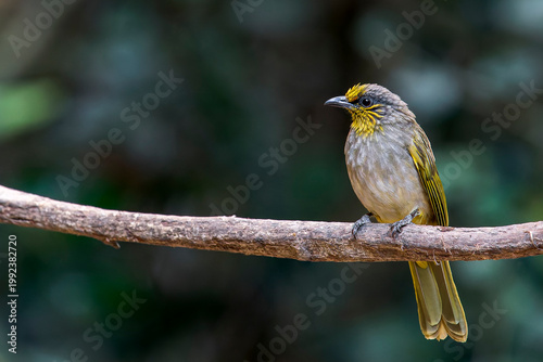 Photos A Stripe-throated Bulbul on a branch in Thailand, Asia.