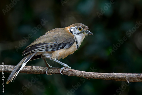 Foto A Greater Necklaced Laughingthrush on a branch in Thailand, Asia.