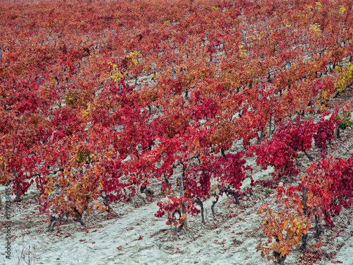 Vineyard rows turning fiery red in autumn season