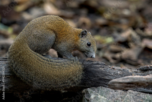 Billede på lærred Grey-bellied Squirrel with bushy tail n a branch in Thailand, Asia