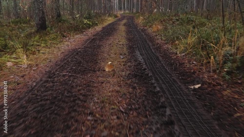 Muddy forest trail with tire tracks winding through trees and foliage, showcasing the natural landscape in a serene environment