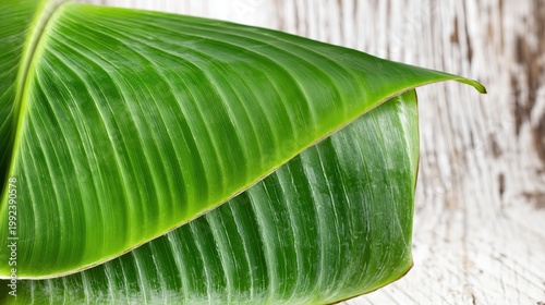 Green Packaging Idea Using Natural Elements in a Design Studio Setting