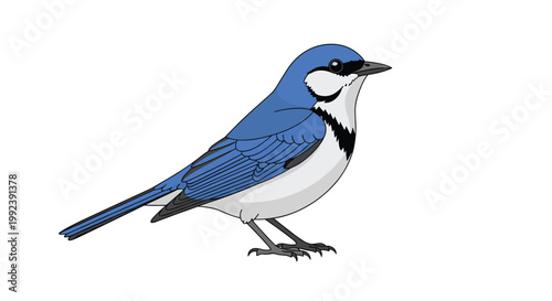 A meticulous and detailed illustration of a beautiful blue and white bird featuring a distinctive black eye stripe and a sharp dark beak on white.