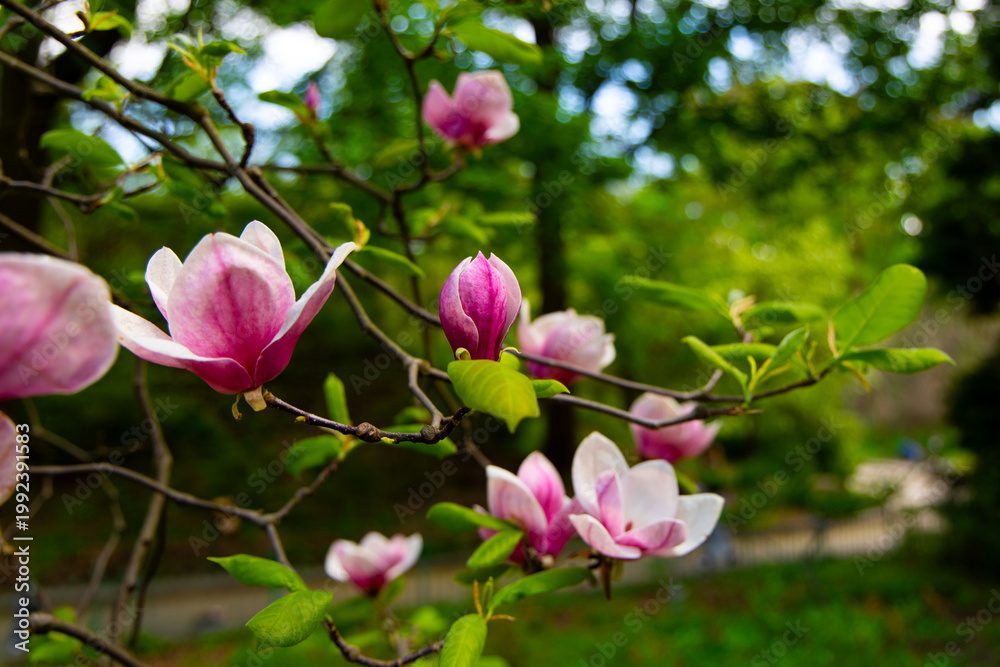Fototapeta premium Blooming magnolia flowers show vibrant colors on a sunny day in a park surrounded by trees and walking paths
