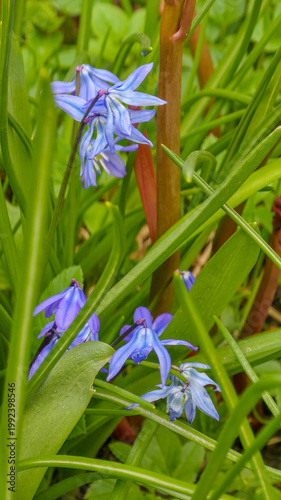 The first spring flowers in the garden. Spring time gardening - first seasonal flowers blossom 