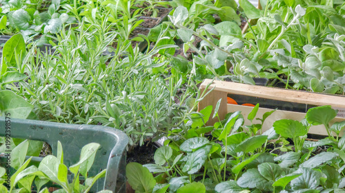 Potted fresh green herbs, plants and vegetables ready for gardening. Spring planting and outdoor gardening activities