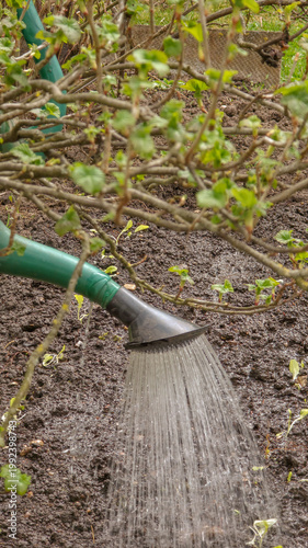 Farmer waters first spring plants in the garden. Gardening in Europe