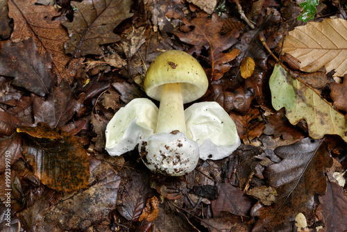 Death cap mushroom in autumn forest floor. Amanita phalloides is the most poisonous and deadly fungus worldwide.