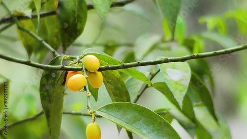 Yellow fruits growing on tree branches in Bangladesh forest showing fresh organic produce and natural tropical agricultural environment