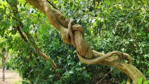 Tree branch twisting naturally in forest showing unique organic shape and natural growth pattern in tropical Bangladesh environment