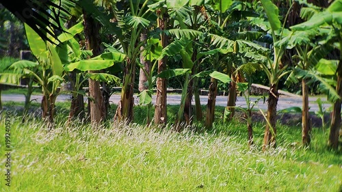 Forest pathway surrounded by dense trees in Bangladesh creating peaceful natural walking trail with green canopy and calm environment