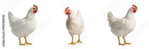 Obraz na płótnie White Leghorn Chicken Egg Layer Breed - Gallus gallus domesticus - Commercial Po