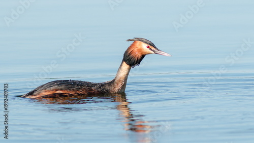 great crested grebe
