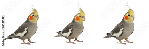 Tableau sur toile Yellow Cockatiel Standing with Visible Cheek Patches - Nymphicus hollandicus - C