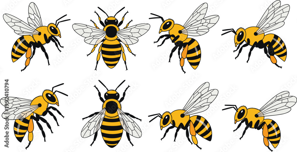 Obraz premium Bee vector set with different flying poses, detailed honeybee insect collection, pollination concept with wings and stripes, isolated wildlife illustration bundle