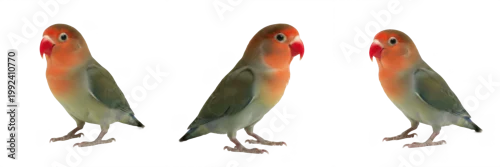 Fototapeta Fischer's Lovebird Standing with Gentle Stance - Agapornis fischeri - Agapornis - Inséparable - Colorful African Parrot SEO Optimized Bird Photography for Wildlife Promotion and Pet Breeding