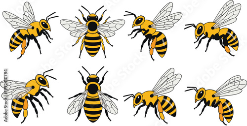 Bee vector set with different flying poses, detailed honeybee insect collection, pollination concept with wings and stripes, isolated wildlife illustration bundle