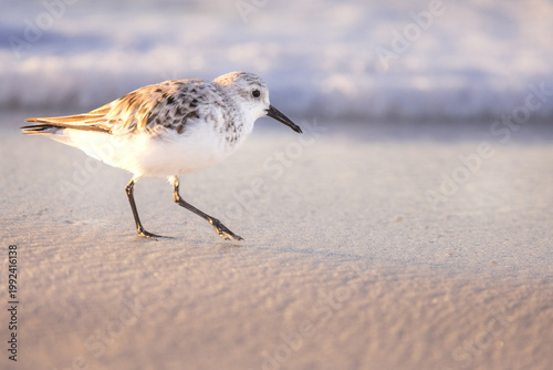 Wading Sanderling Shorebird Walks Along the Sand at Navarre Beach Florida During Sunrise