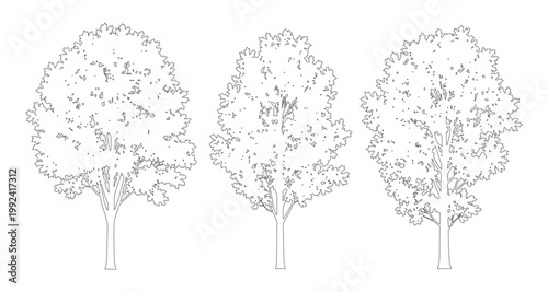 Vector set of deciduous trees in elevation view for use in architectural drawings