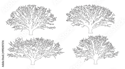 Vector set of broad canopy trees in elevation view for use in architectural drawings