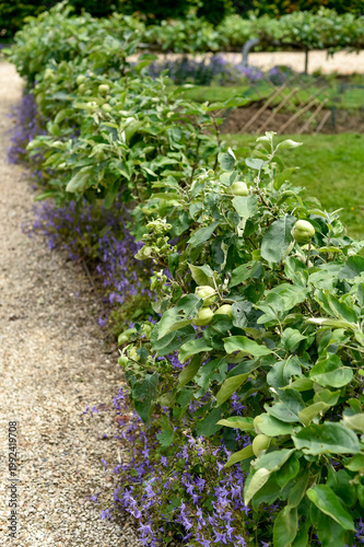 Row of espalier apple trees with green fruit growing above purple bellflowers along a gravel path in a Parisian park.