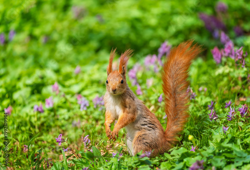 Foto A cute funny red squirrel stands in a spring park among lilac flowers