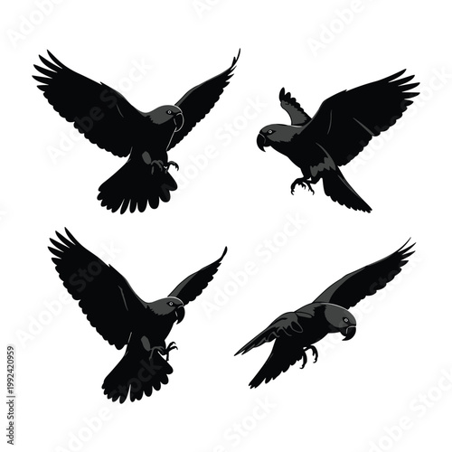 Set of cockatoo vector illustrations, Australian crested parrot silhouettes in flight and landing poses isolated on white background