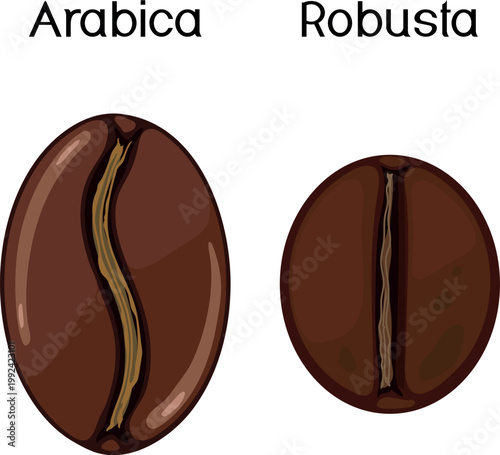 Coffee beans comparison Arabica and Robusta, (Coffea arabica and Coffea canephora) educational vector
