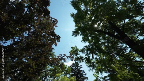 Upward drone view of tall trees and green canopy against blue sky.