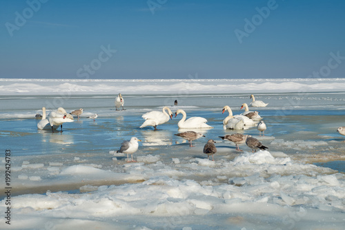Migratory birds in a melted water hole on the frozen Baltic Sea in Jurmala, Latvia. Spring arrival and wildlife survival.