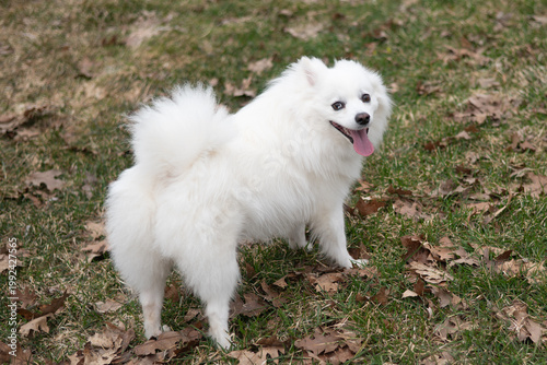 white American eskimo dog on grass