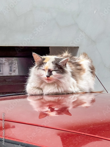 Fluffy cute long-haired calico cat sleeping peacefully on car roof outdoors. Stray or domestic animals. Types of cats, free-roaming pets