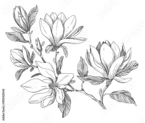 Magnolia floral branch artwork in sketch and vintage engraving illustration.