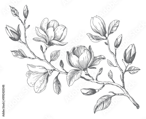 Magnolia floral branch artwork in sketch and vintage engraving illustration.