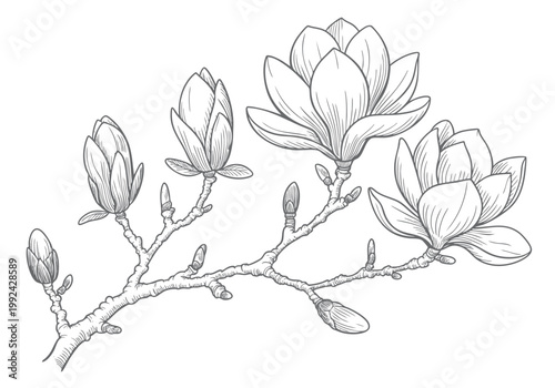 Magnolia flower engraved black and white botanical artwork. Vintage floral vector branch bloom style.