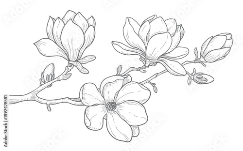 Magnolia floral branch artwork in sketch and vintage engraving illustration.