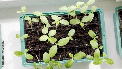 Green seedlings growing in plastic trays on a bright windowsill, showcasing their development with rich soil and sunlight enhancing the vibrant leaves