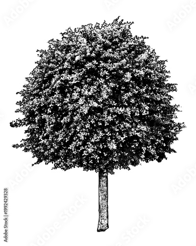 Isolated front view graphic of manicured round tree