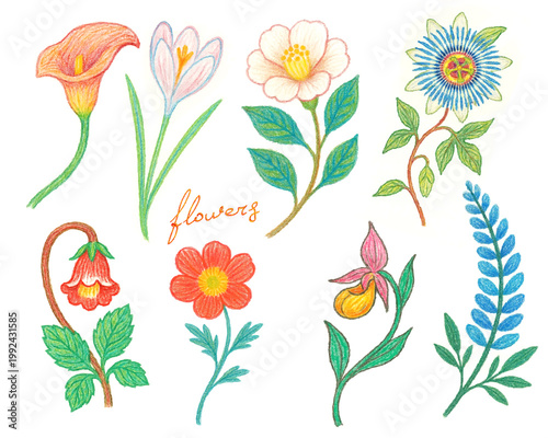 Flowers, different varieties, exotic, field, garden, flower bed, bouquet, colored pencils, watercolor, hand drawing