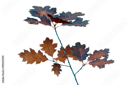 maple leaf isolated on white