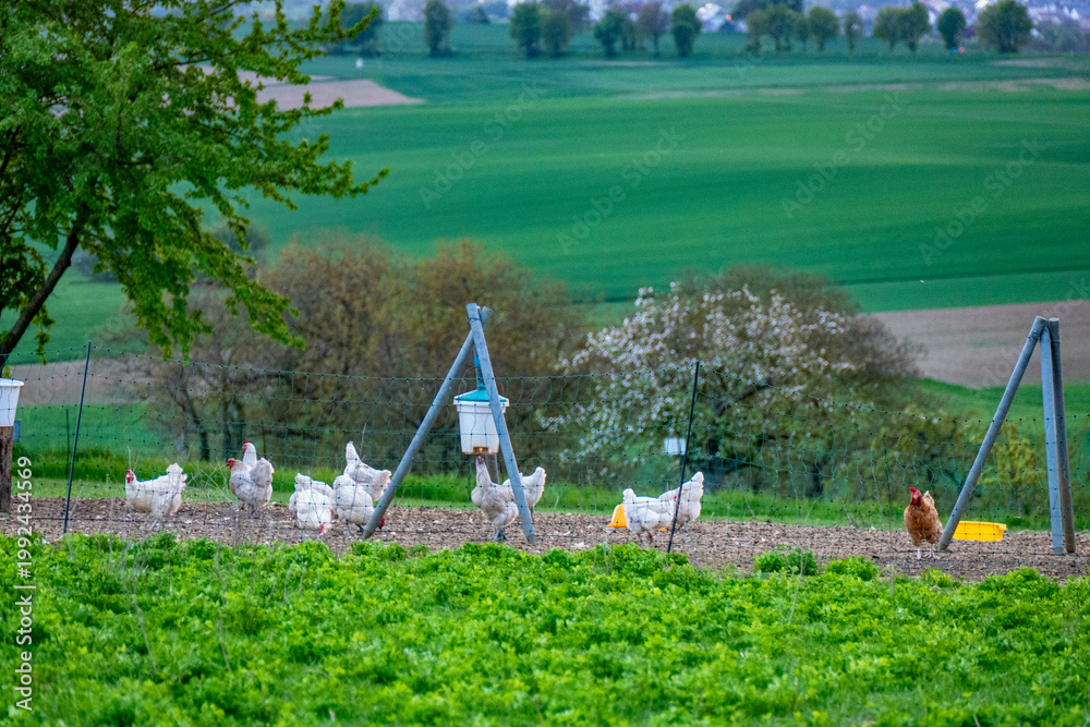 Fototapeta premium Freilaufende Hühner auf einer Wiese