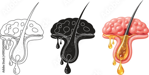 Hair follicle cross section illustration of scalp health and hair growth cycle medical infographic elements on white background