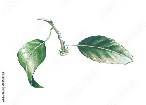 A botanical watercolor illustration of a citrus branch with a green leaves and peduncle on an isolated background. Realistic clipart for creating wreaths, framing menus, designing eco-friendly