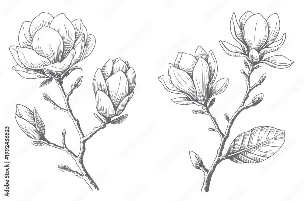 Obraz premium Magnolia floral branch artwork in sketch and vintage engraving illustration.