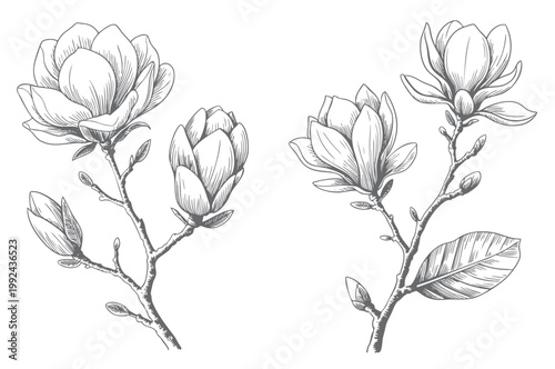 Magnolia floral branch artwork in sketch and vintage engraving illustration.