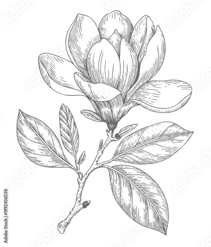 Magnolia floral branch artwork in sketch and vintage engraving illustration.