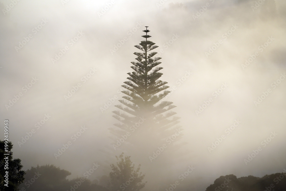 Fototapeta premium A stunning morning sunrise with misty scenery and trees