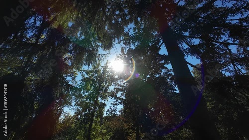 Drone view of sunlight through forest trees with lens flare.